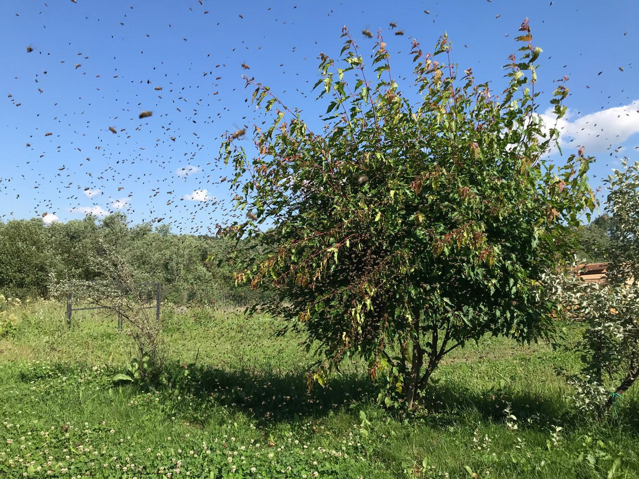 Пасека экофермы и работы на ней. Эко отдых в Подмосковье в эко-отеле Марии Гиппенрейтер