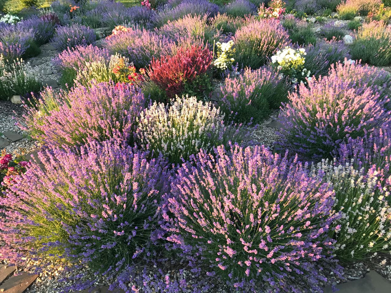 Лабиринт на экоферме в Подмосковье. Эко отдых в Подмосковье в эко-отеле Марии Гиппенрейтер
