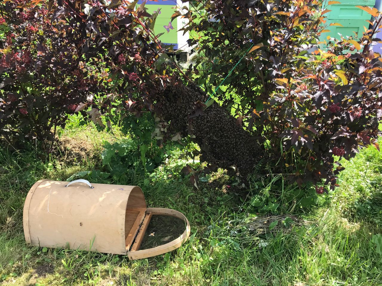 Пасека экофермы и работы на ней. Эко отдых в Подмосковье в эко-отеле Марии Гиппенрейтер