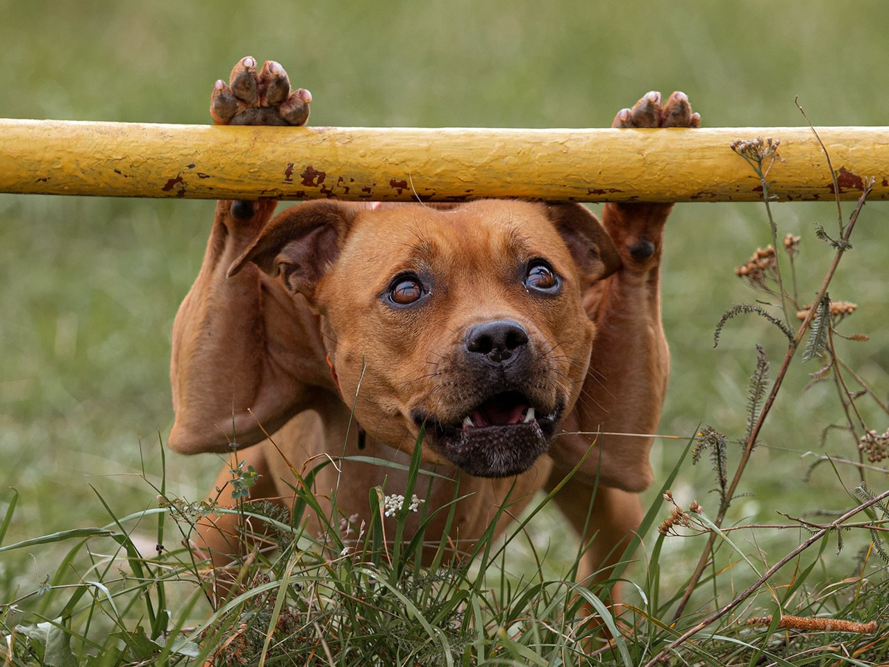 Дрессировка собак в калуге | Команда К40