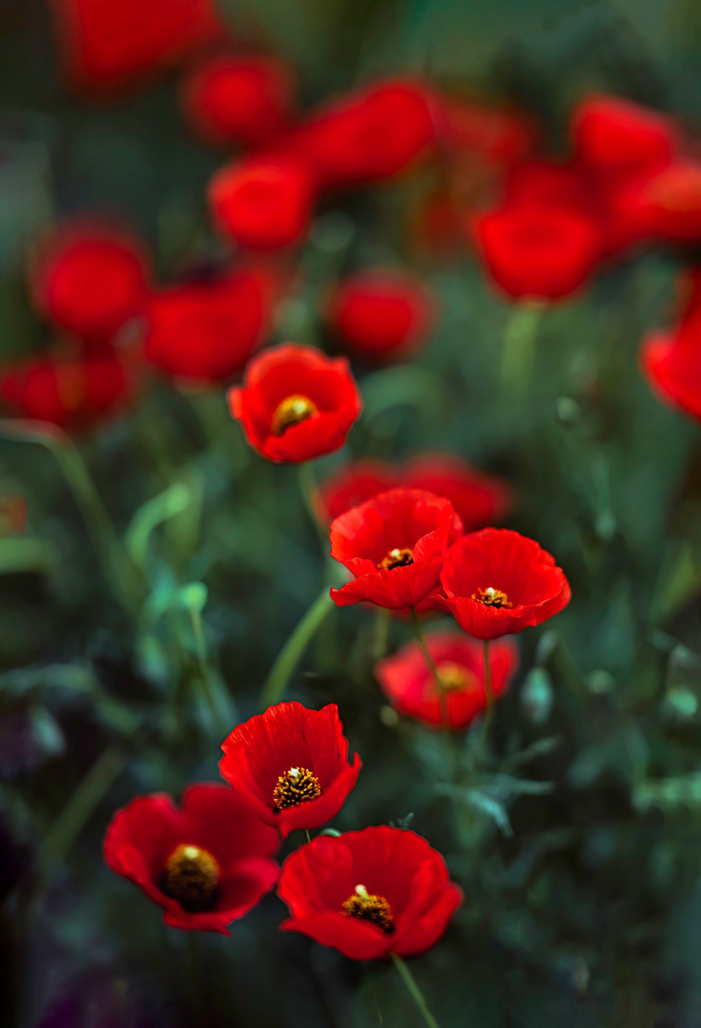 Алый код. Картины о красоте, культурных ценностях и традициях Казахстана