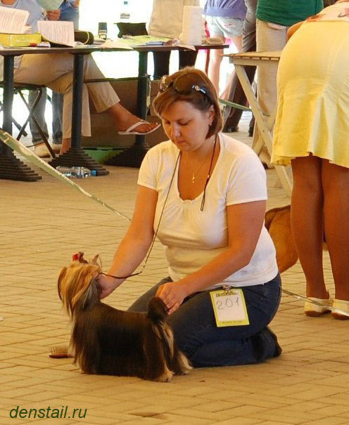2013 г Результаты выставок. Питомник Йоркширских терьеров Дэнстайл в Санкт-Петербурге заводчик Тих