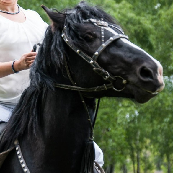 Жители «Анкор». Конные прогулки в клубе «Анкор» — Омск