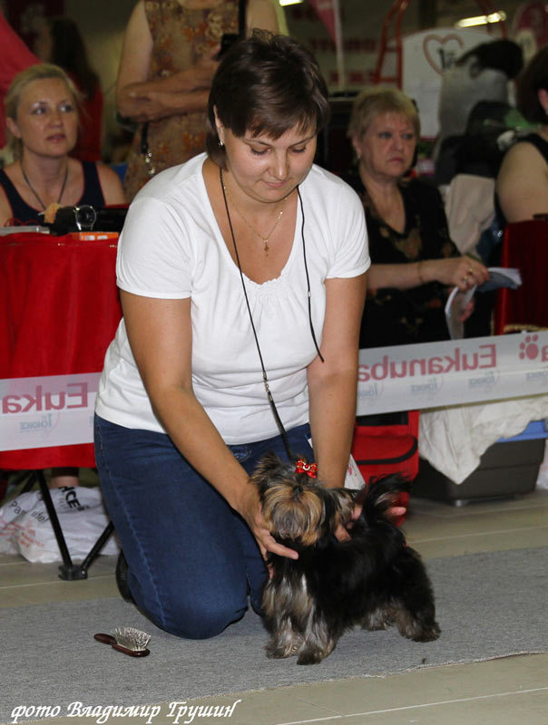 2013 г Результаты выставок. Питомник Йоркширских терьеров Дэнстайл в Санкт-Петербурге заводчик Тих