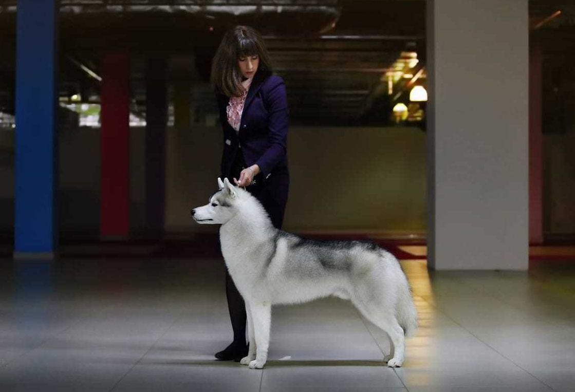 Хаски Ice Fantasy Dragon Heart ДРЭГОН. Купить щенка Вельш-корги-кардиган в семейном питомнике — Ice Fantasy