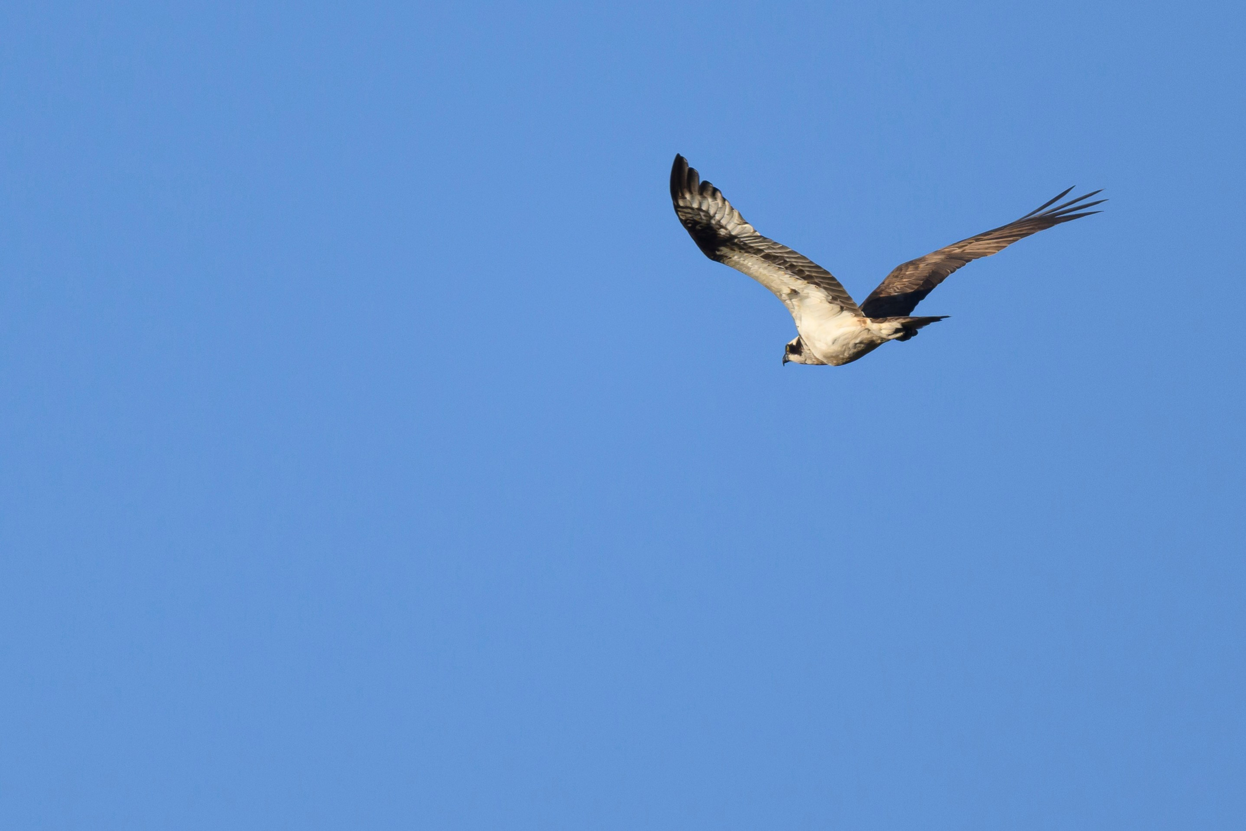Журавли улетели на юг. The cranes flew south. Фотограф Сергей Пупонин