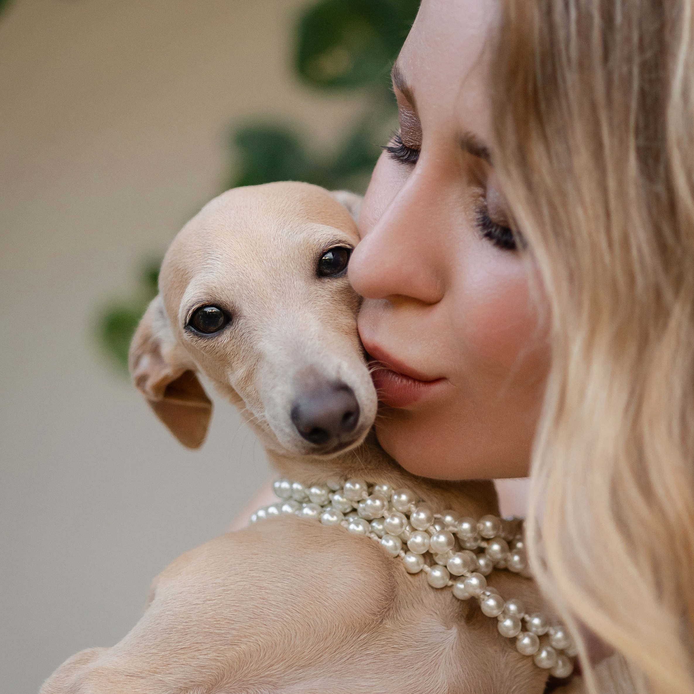 Профессиональный питомник левреток РКФ/FCI ASTI SAPPHIRE 💎 Сочи|Санкт-Петербург