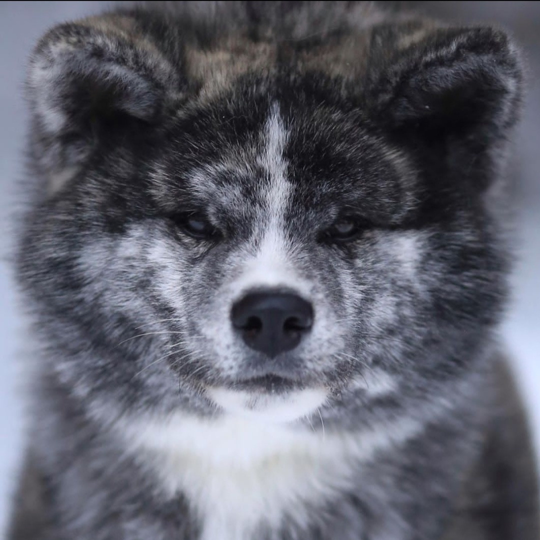 Breeding Plans. Kennel Akita inu