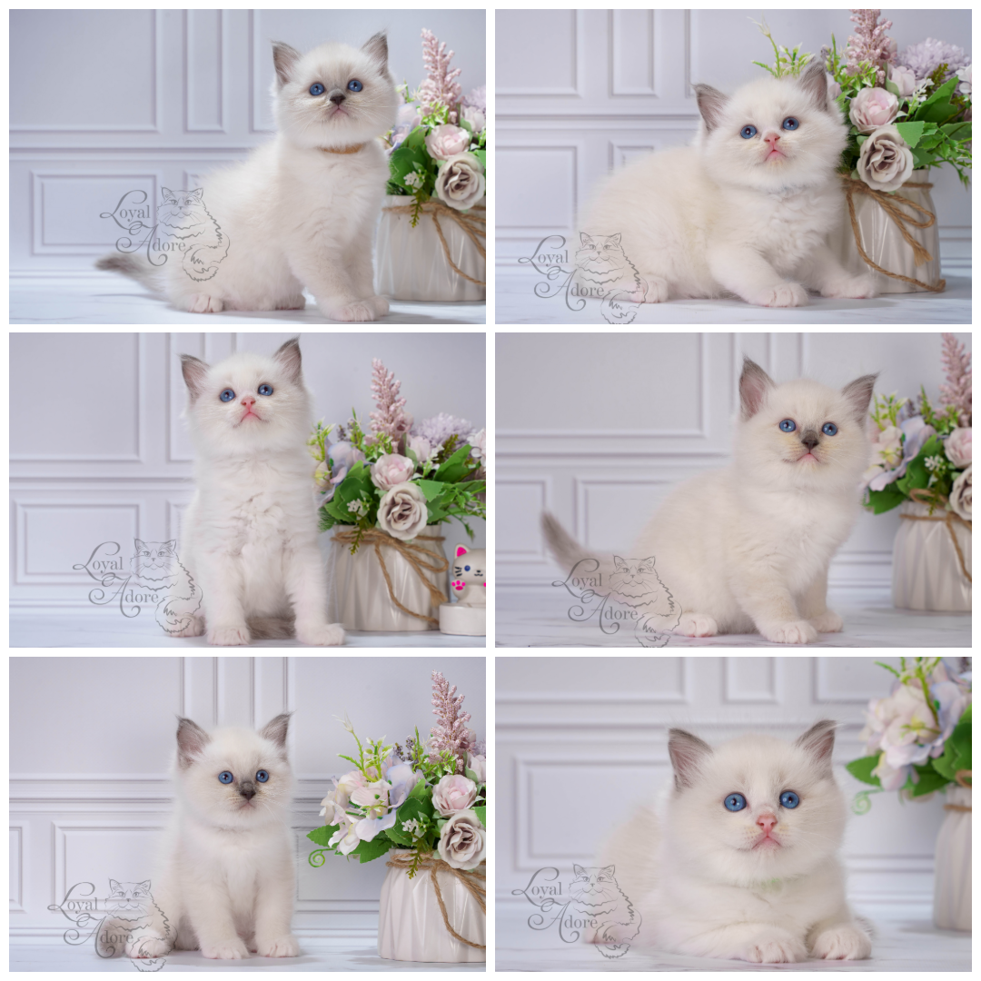 Котята рэгдолл от Loyal Adore. Питомник рэгдолл Loyal Adore