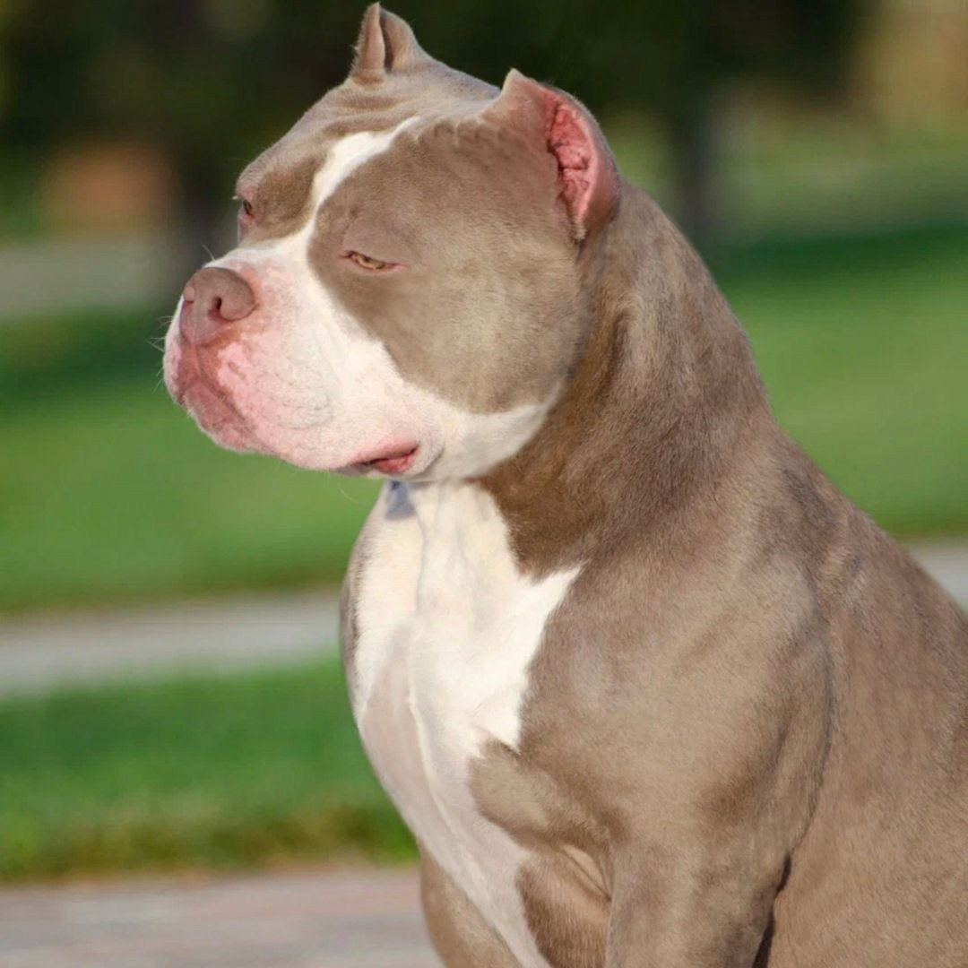 Локомотив - американский булли стандарт