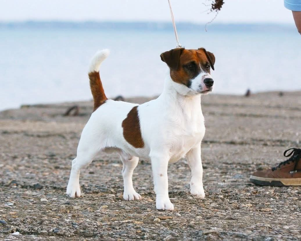 LITTER «K» 07.12.2025. Lovely-Orange питомник джек рассел терьеров