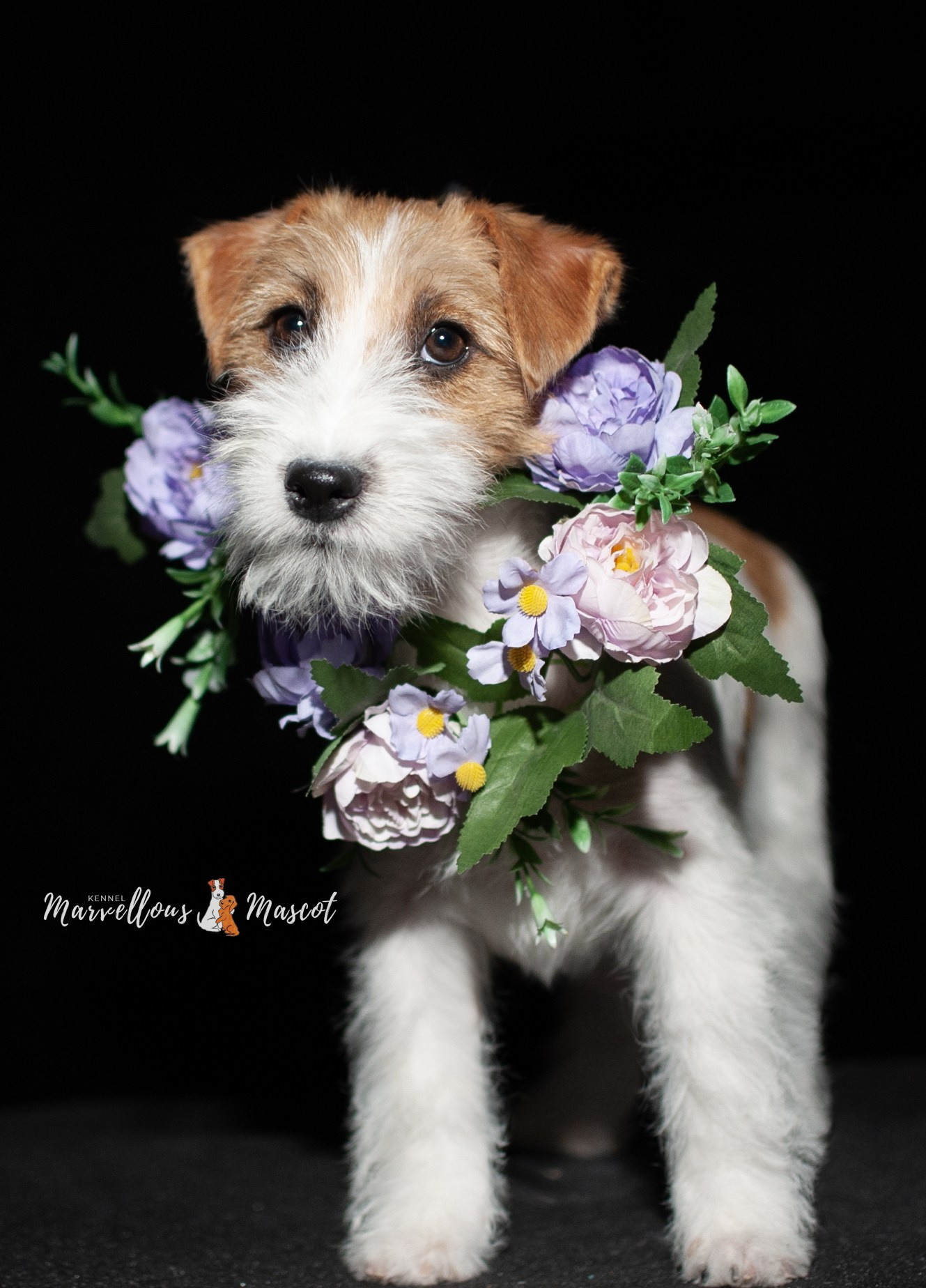 ЩЕНКИ ИЗ ДРУЖЕСТВЕННЫХ ПИТОМНИКОВ. CANE MAESTRO — kennel Jack Russell Terrier