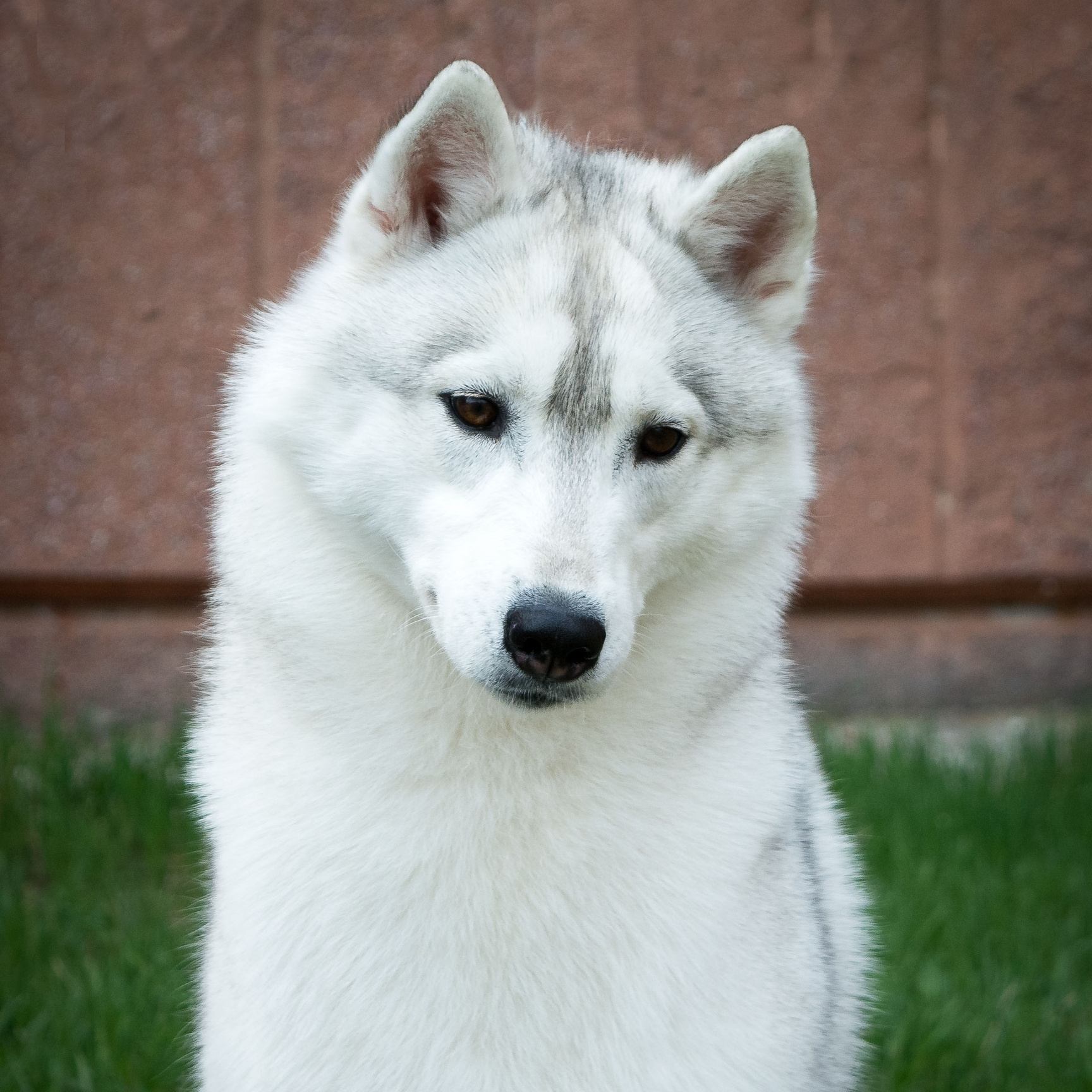 История питомника Ice Fantasy. Купить щенка Вельш-корги-кардиган в семейном питомнике — Ice Fantasy