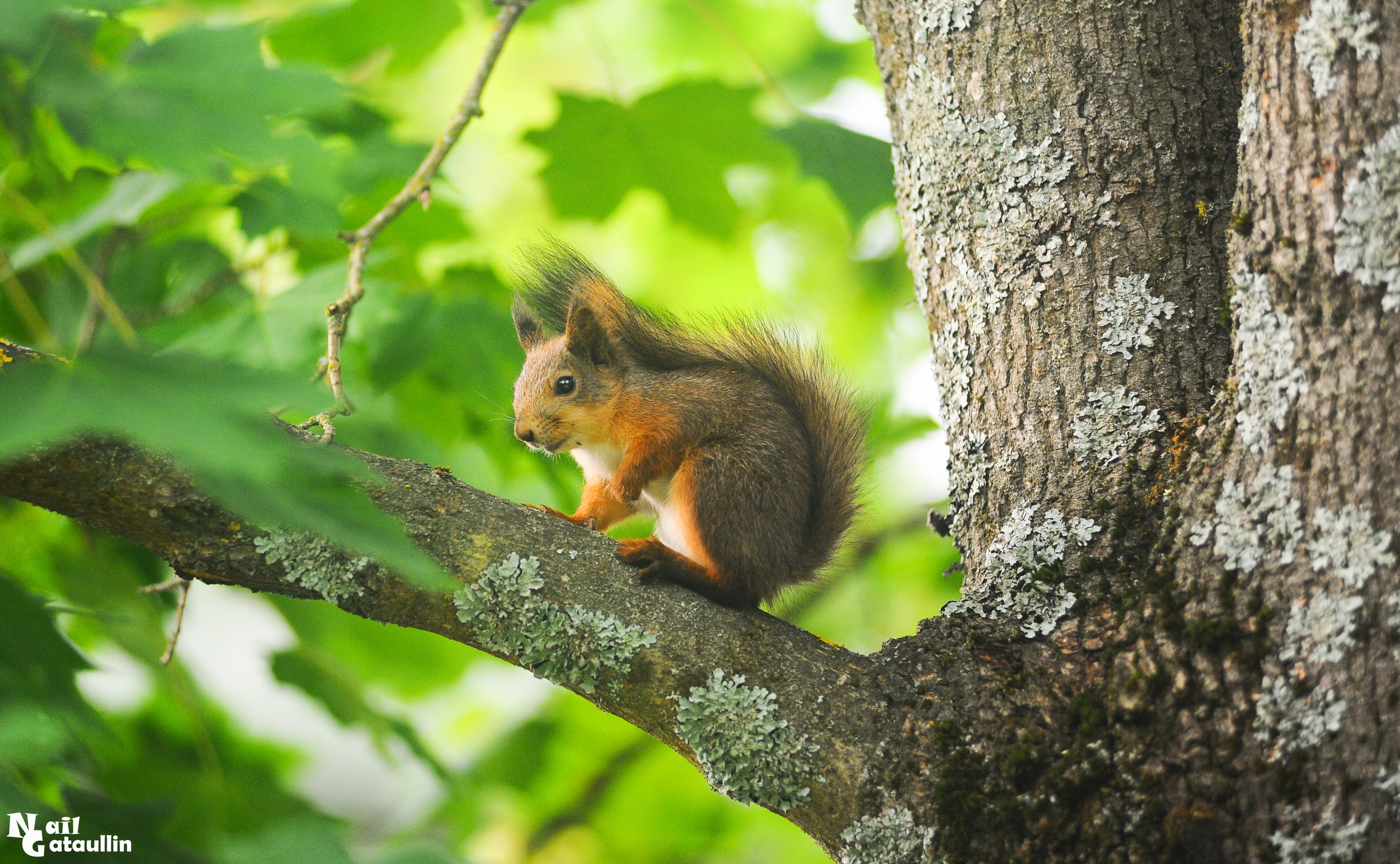 Финляндия (Finland). Главная (Home)