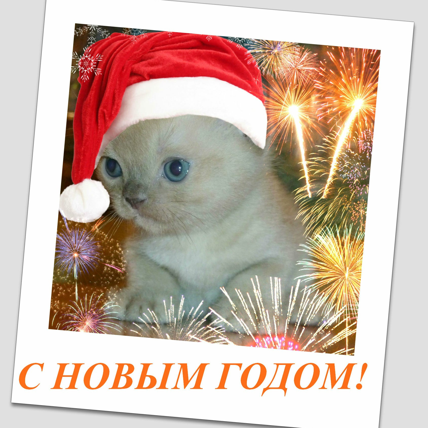 Котёнок американской бурмы. Las Burmas — питомник американской бурмы традиционных линий