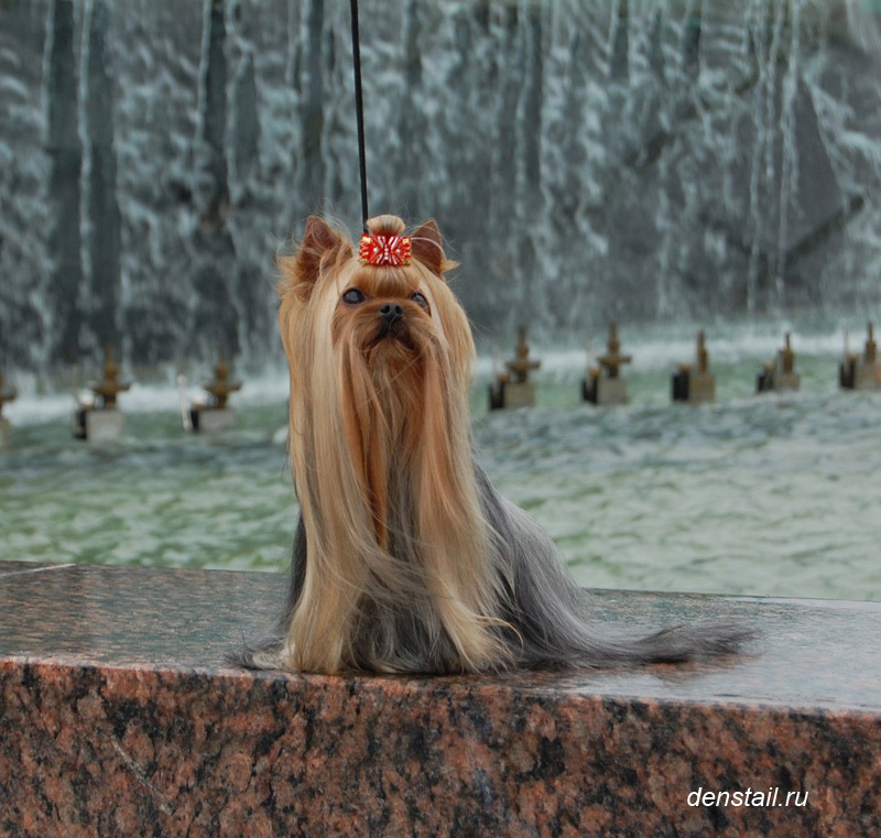 Beloved Cookie Stribrne Prani. Питомник Йоркширских терьеров Дэнстайл в Санкт-Петербурге заводчик Тих