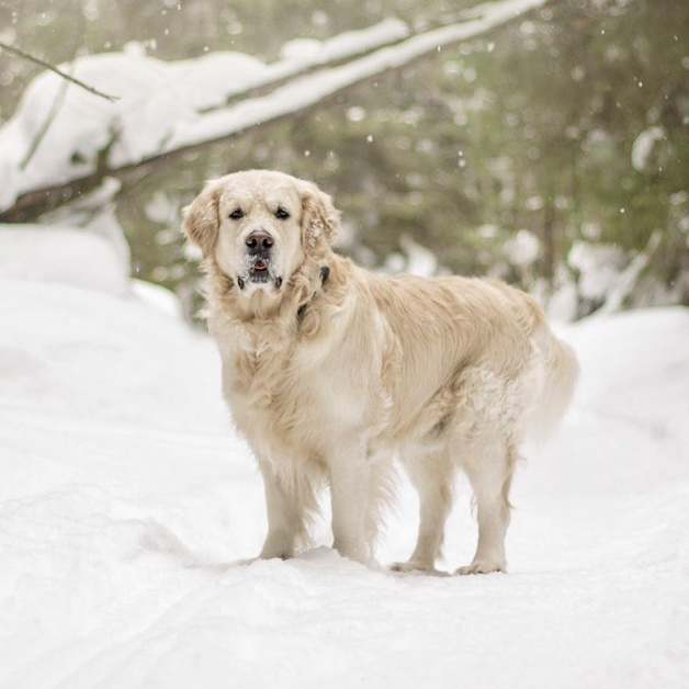 Видеокурс по обработке. Фотограф — Анималист | Санкт-Петербург