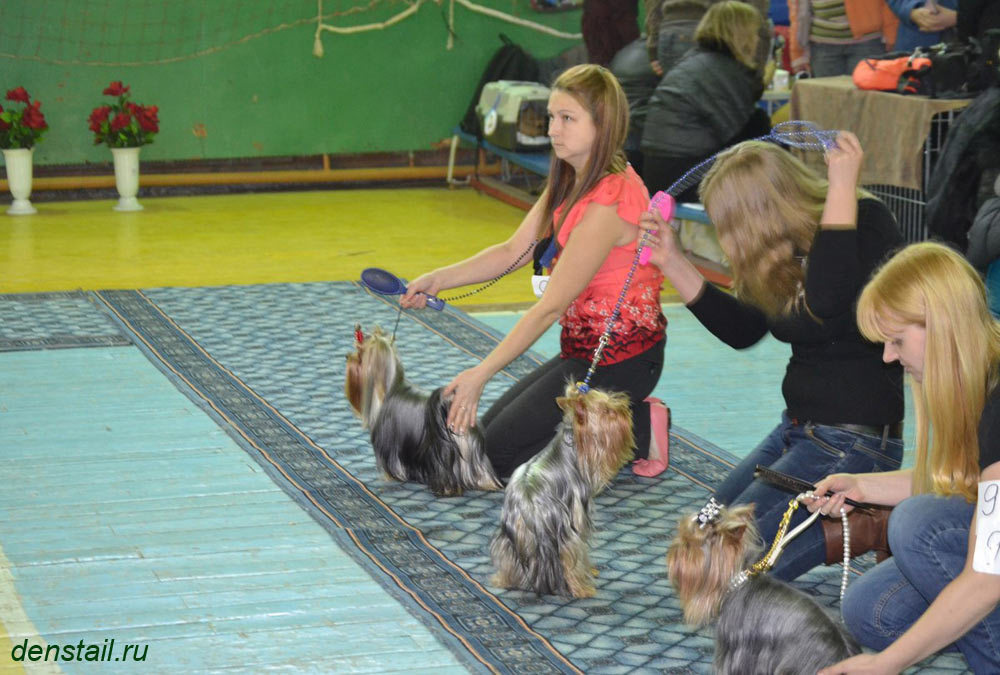 2015 г Результаты выставок. Питомник Йоркширских терьеров Дэнстайл в Санкт-Петербурге заводчик Тих