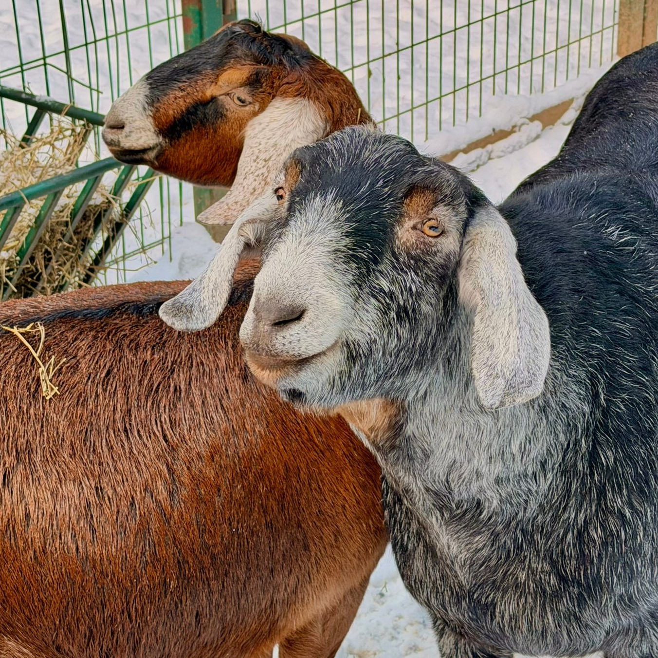 Нубийская коза с длинными ушами в контактном зоопарке Екатеринбурга