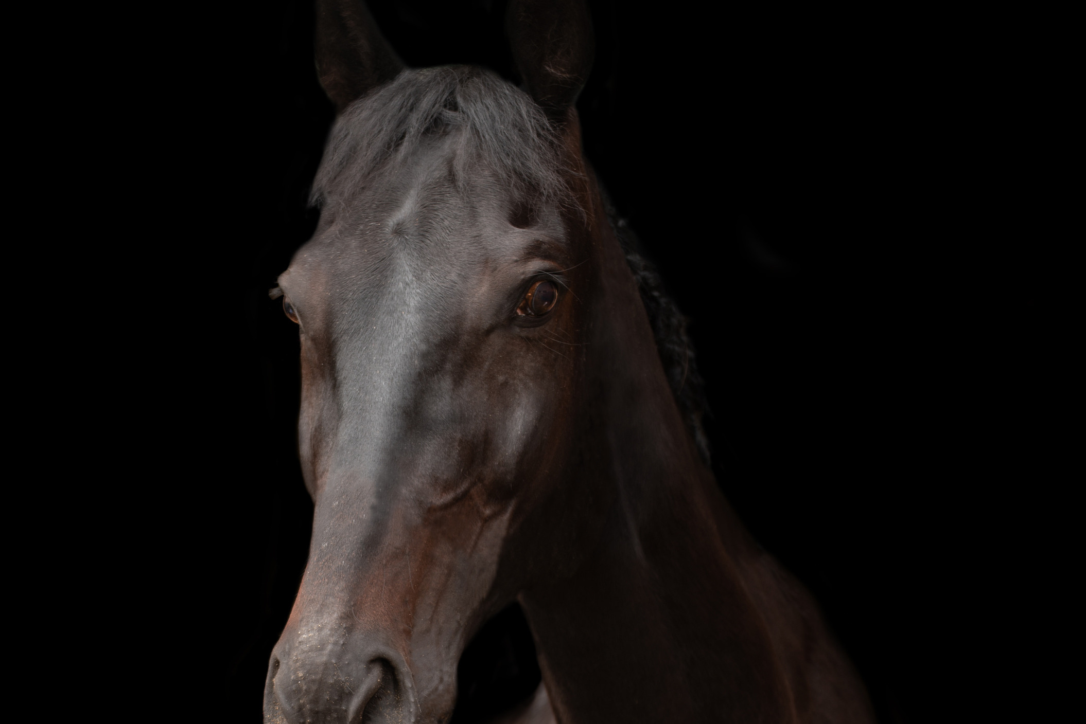 фотограф, фотовыставка, фотограф в СПб, питер фотограф, конный фотограф, съемка лошадей, конная фотография, профессиональный фотограф, фото лошадей, портреты лошадей, фото с лошадьми, заказать съемку лошади, авторские фотографии, публикации в изданиях, росфото, National Geographic, фотограф питер, конный фотограф спб, фотограф санкт-петербург, Russian Traveler