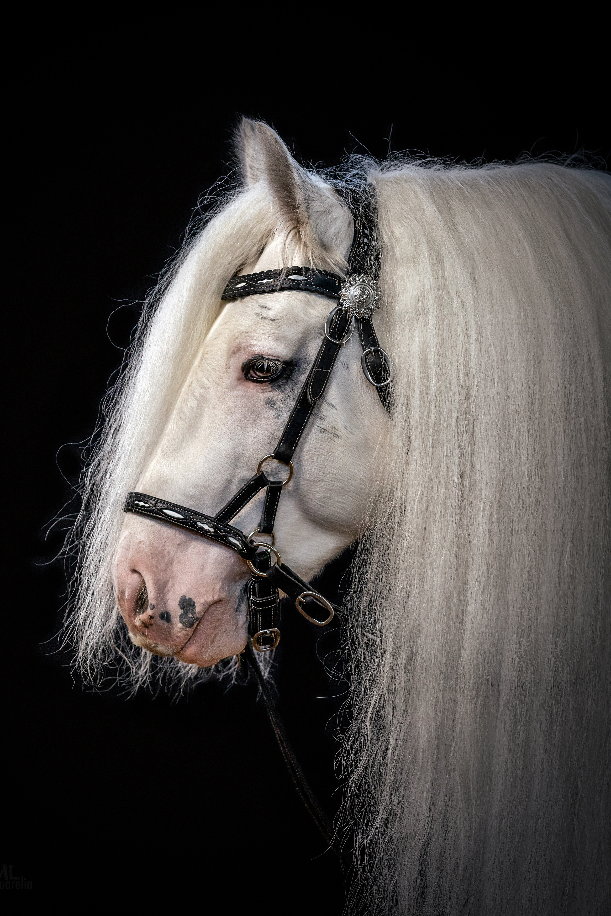 Mrs.Aquarelia Конный фотограф Марианна Леонтьева