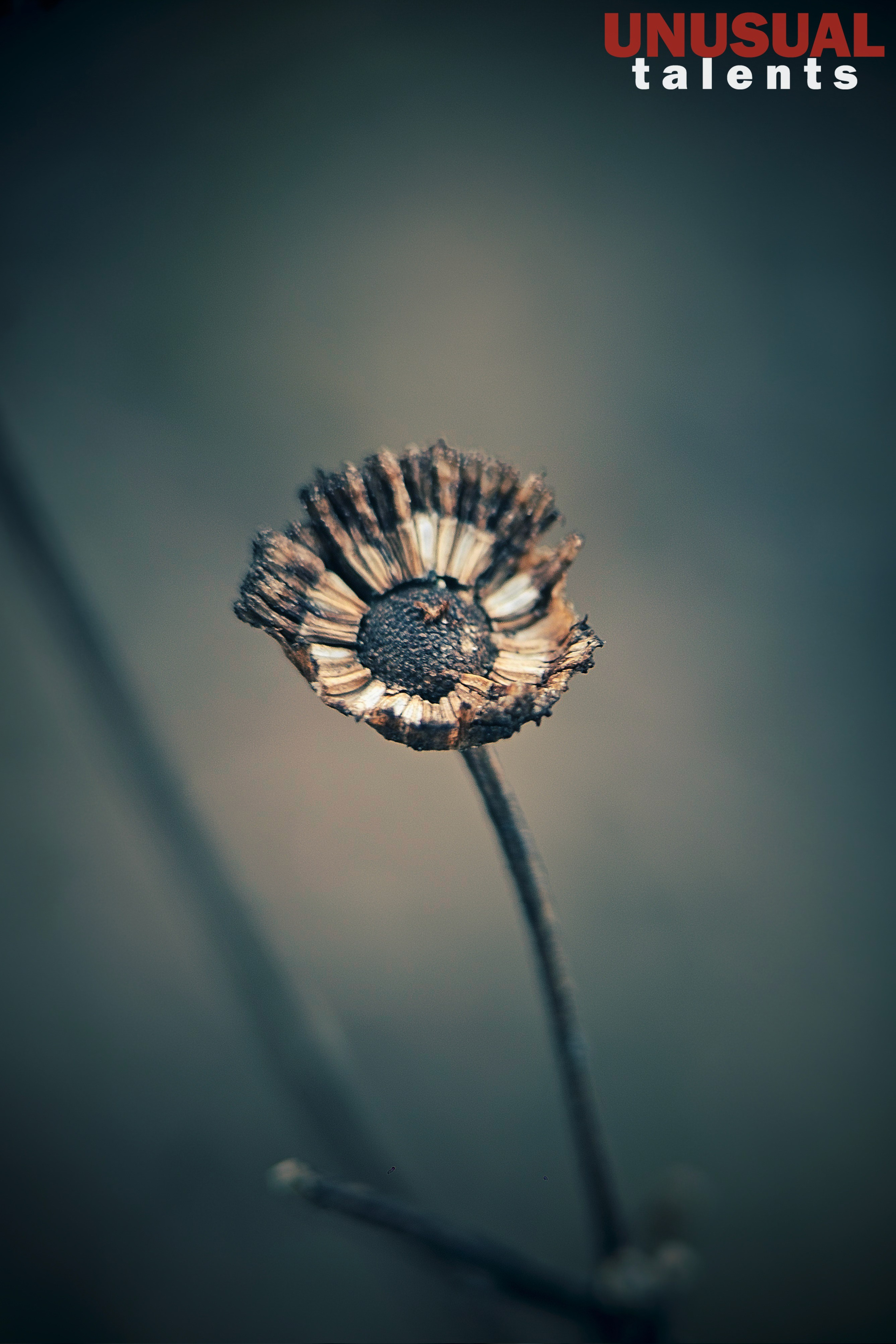 April 2026. UNUSUAL TALENT magazine