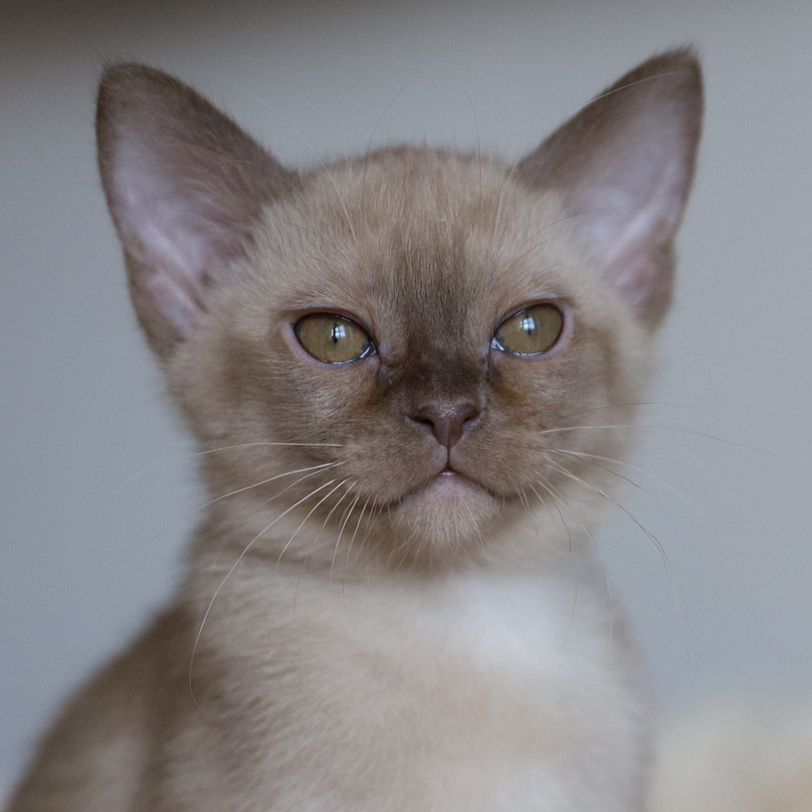 Котята. Питомник «Bouncy Life»