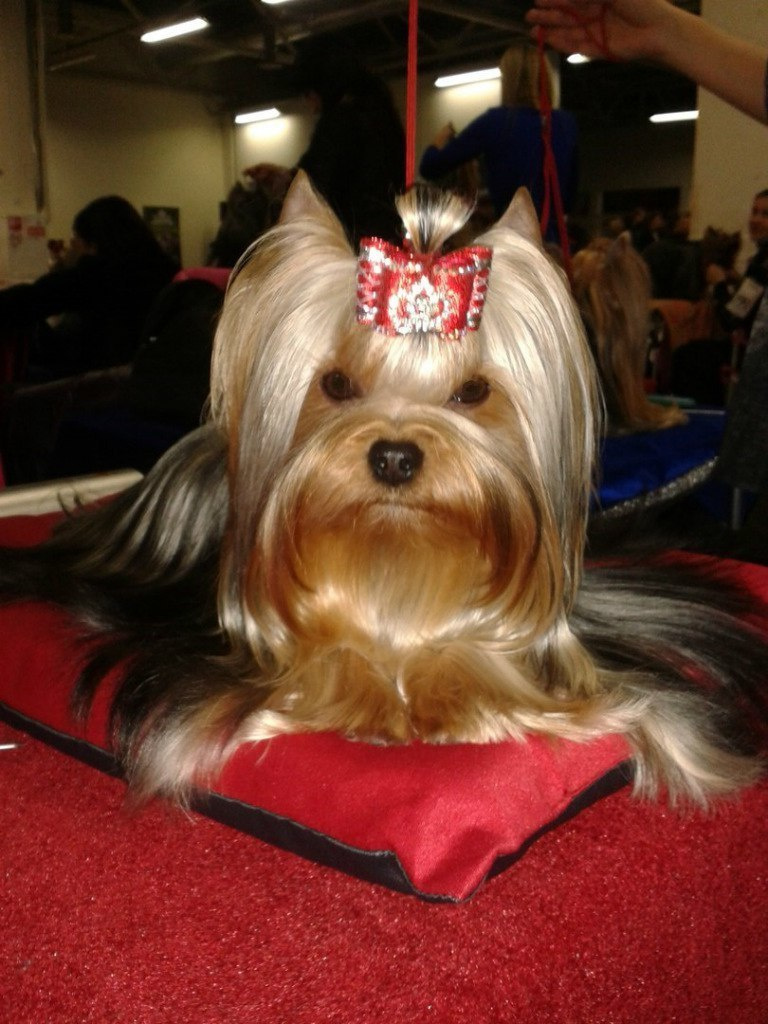 2016 г Результаты выставок. Питомник Йоркширских терьеров Дэнстайл в Санкт-Петербурге заводчик Тих