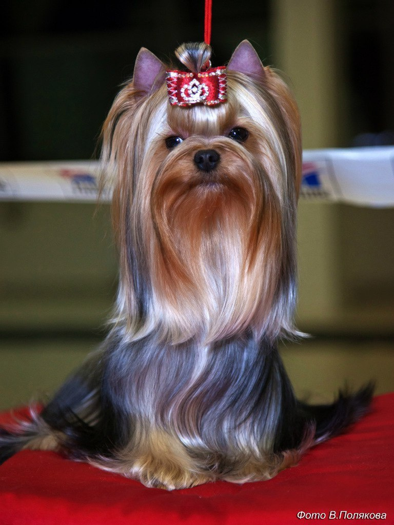 2016 г Результаты выставок. Питомник Йоркширских терьеров Дэнстайл в Санкт-Петербурге заводчик Тих