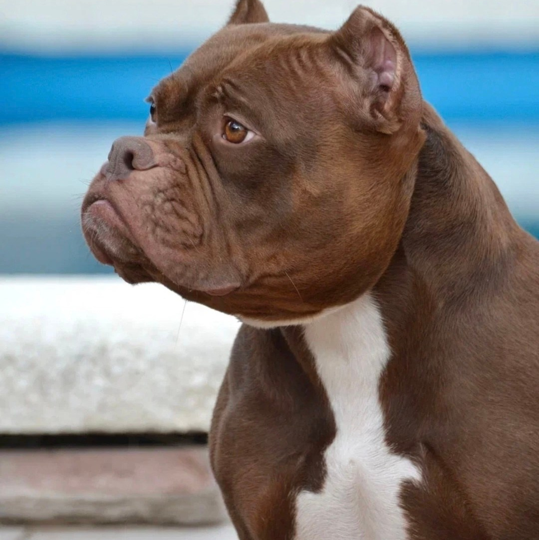 Жо Жо - американский булли покет