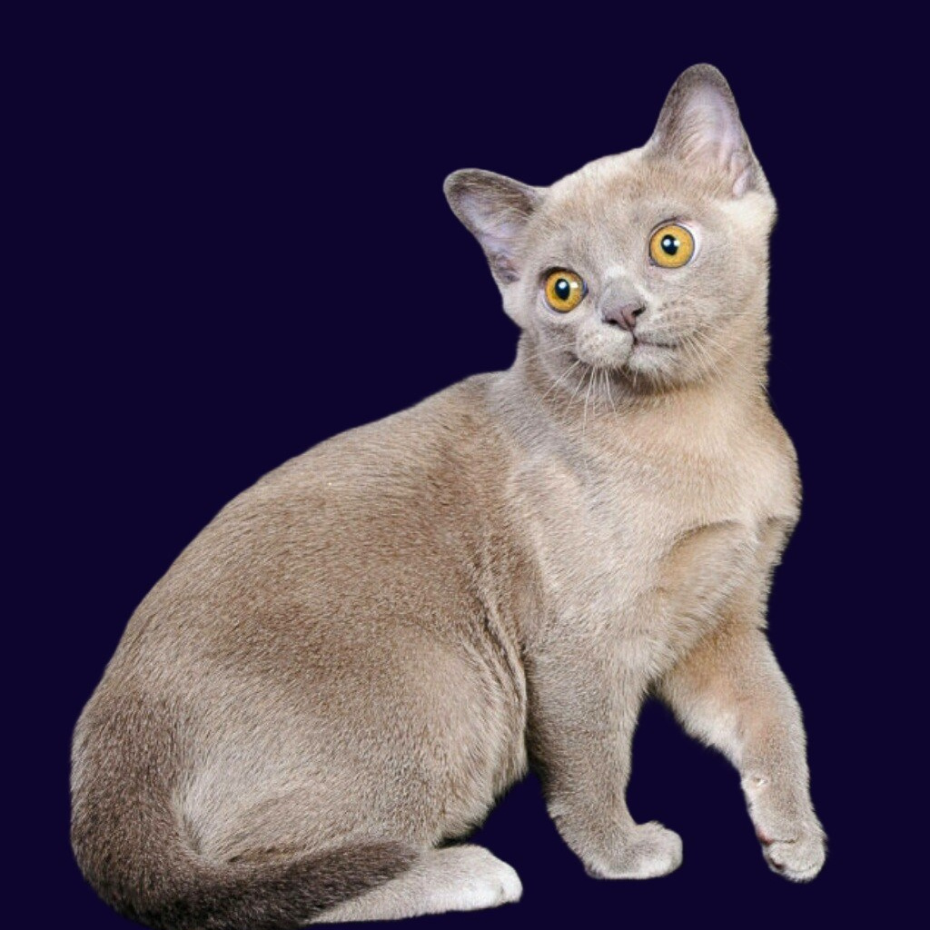 ЖДЕМ КОТЯТ ВСЕХ ОКРАСОВ. Las Burmas — питомник американской бурмы традиционных линий