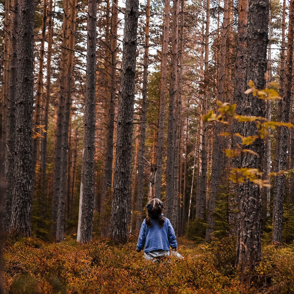 Осенний Лес. Катя Цвет