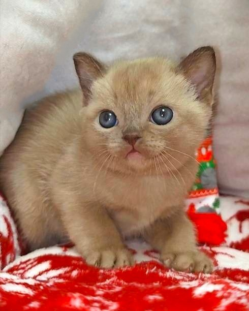 У НАС ЕСТЬ КОТЯТА. Las Burmas — питомник американской бурмы традиционных линий