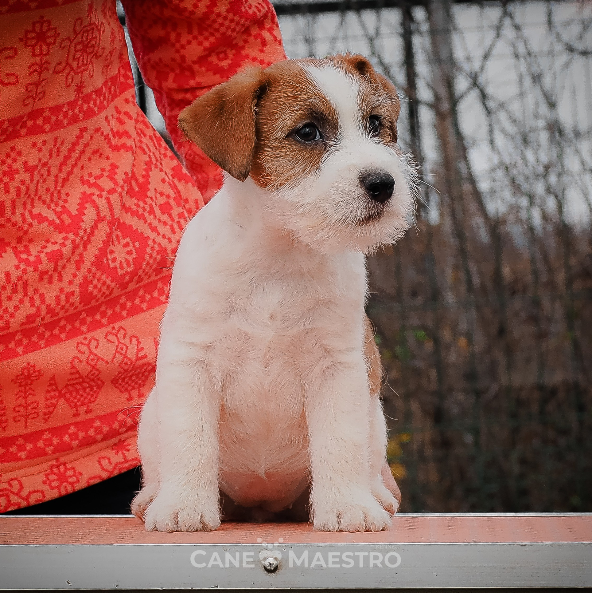 .Джек рассел терьер. Гладкая шерсть, наоборот, не скрывает подробностей формы головы. 