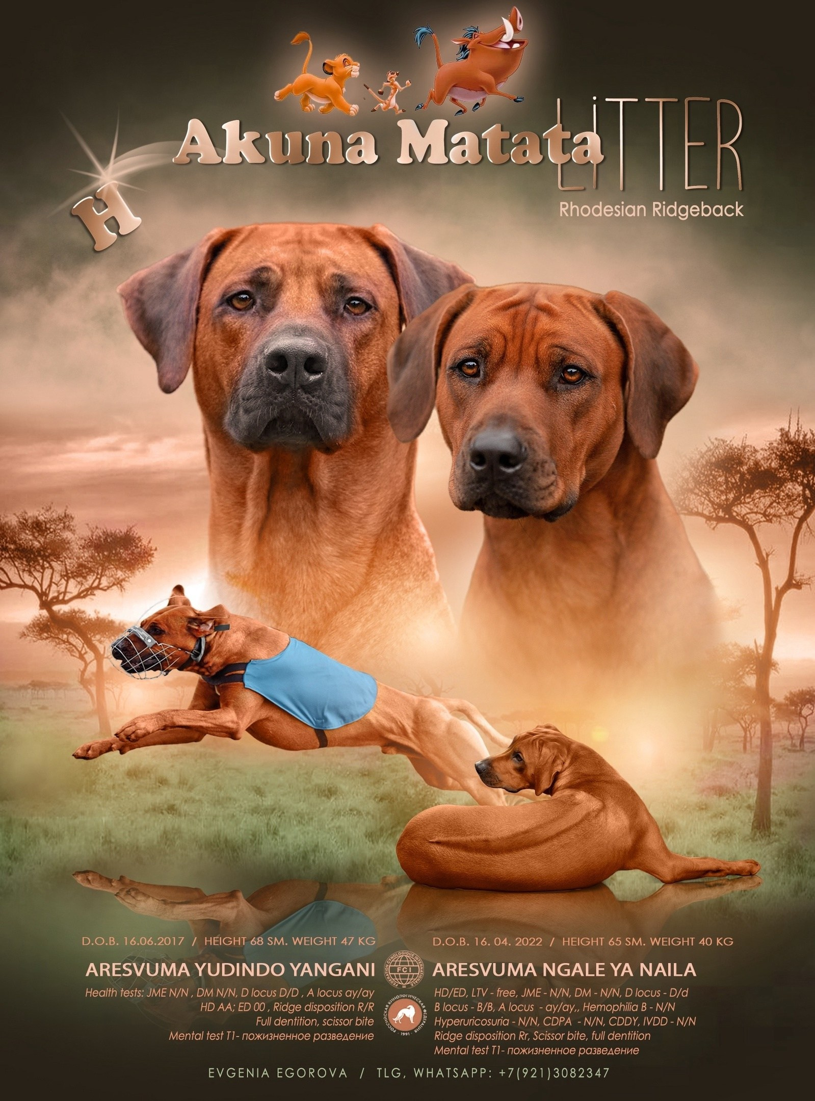 Наши щенки. Родезийские Риджбеки в Санкт-Петербурге