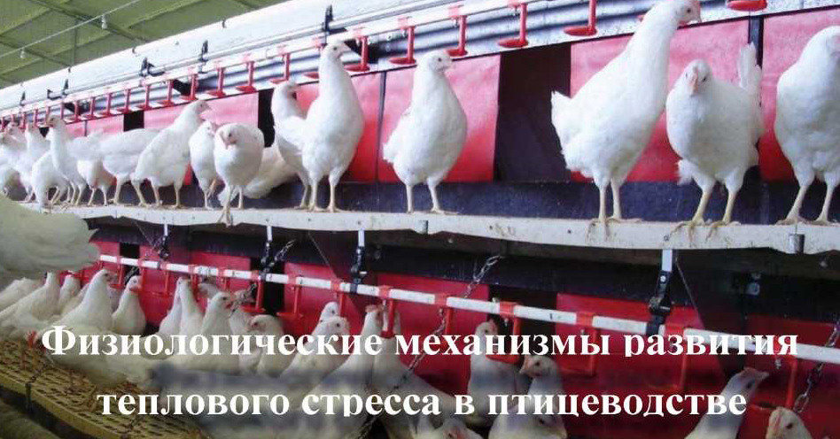 Птицеводство. Защита от теплового стресса для птицы и свиней