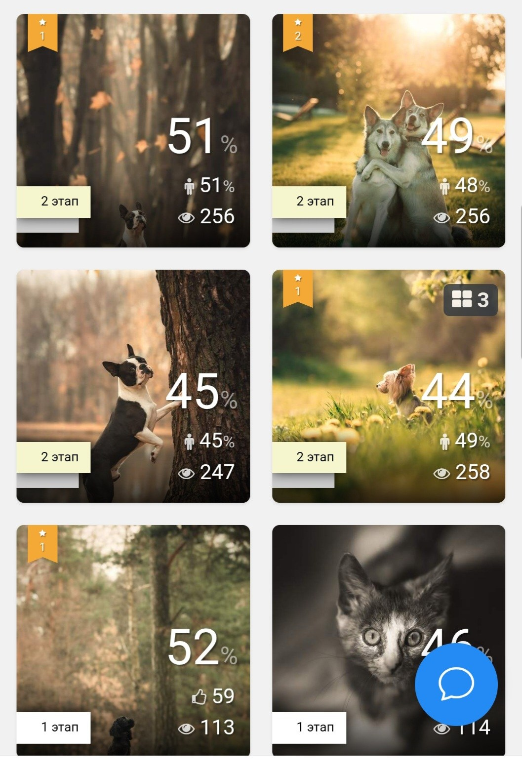 35awards. Фотограф-анималист в Москве Анжелика Бутько