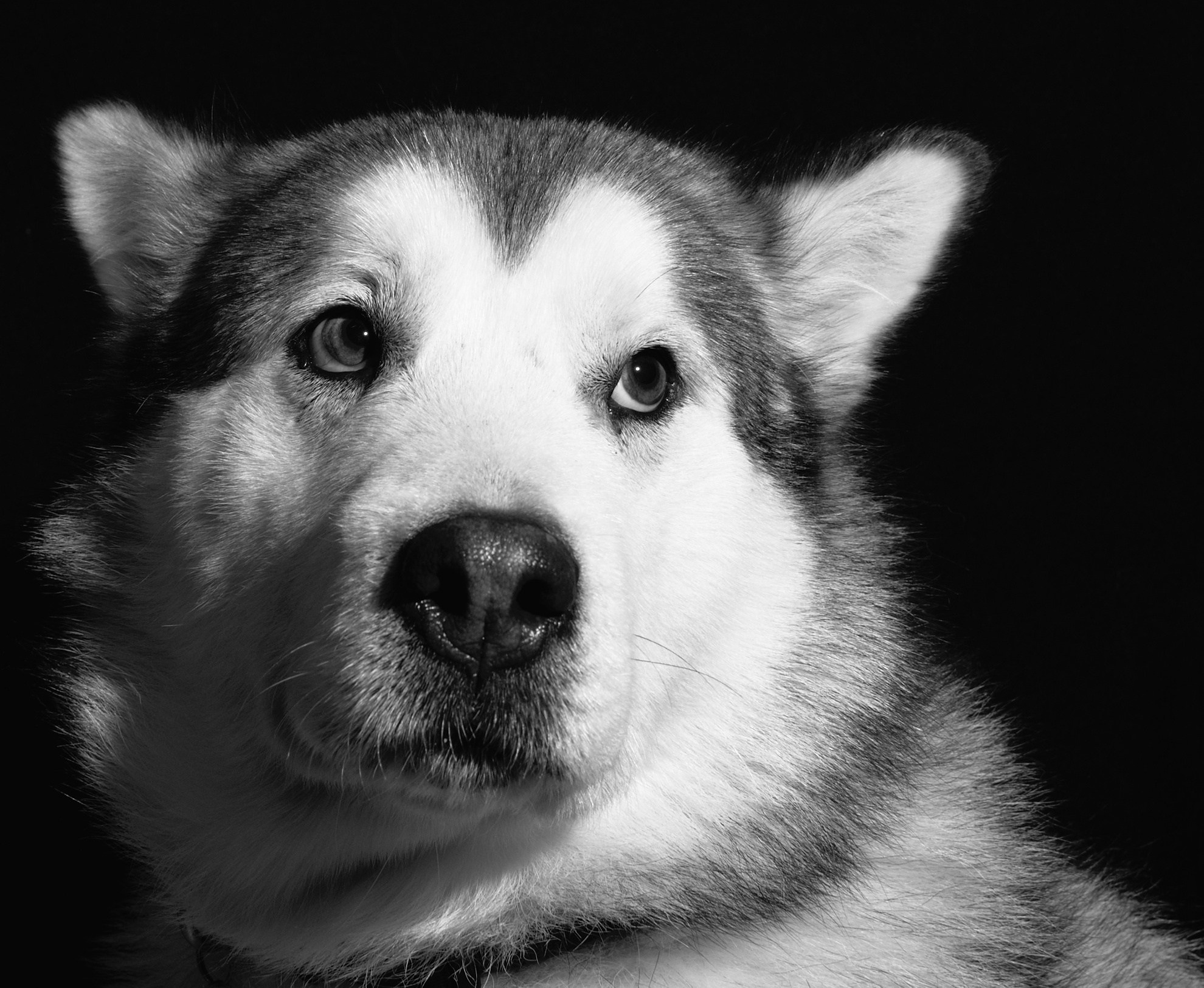 Коротко о породе Аляскинский Маламут. Фотограф анималист, пейзажист, спортивные мероприятия. Новосибирск