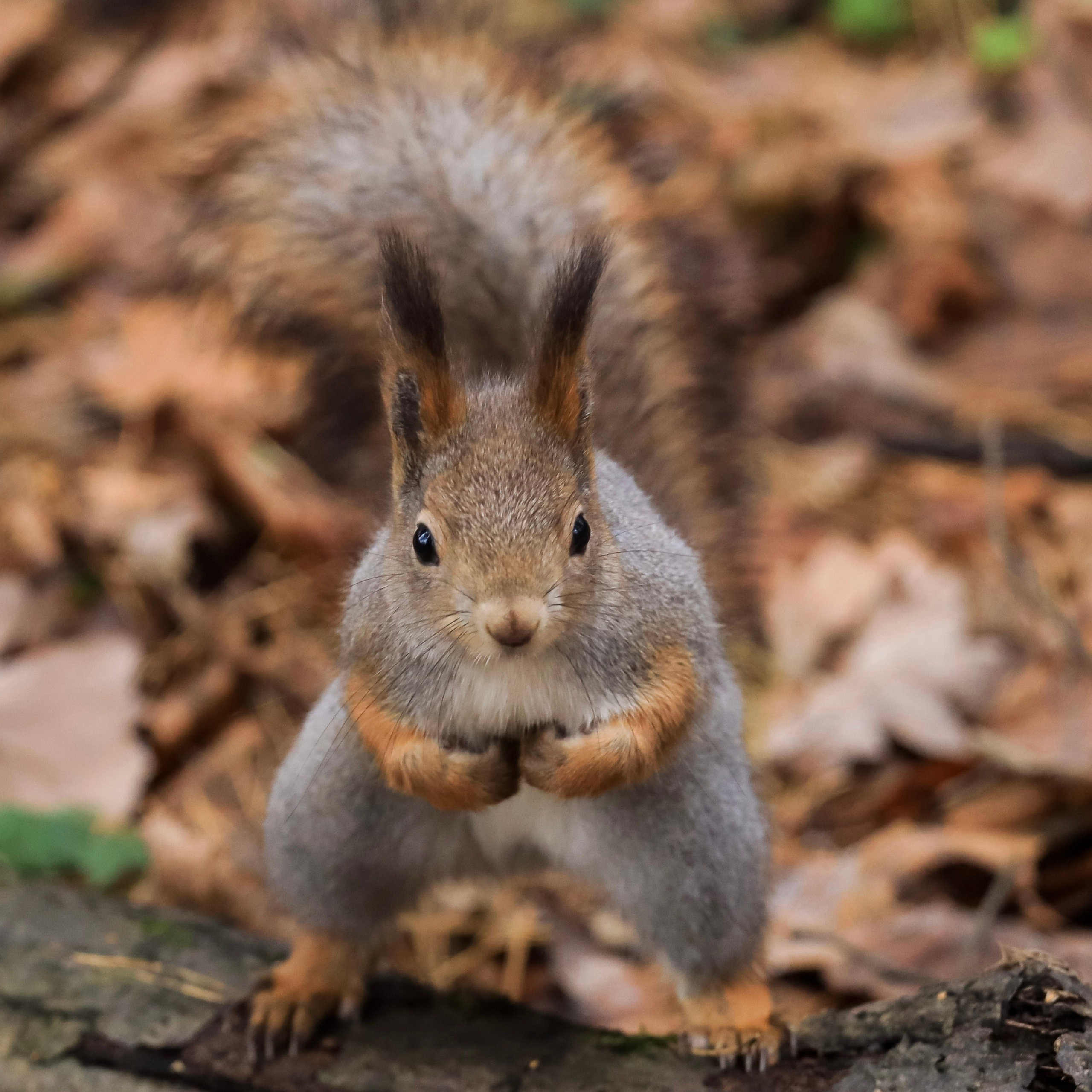 Фотограф в Москве — Рина Серёгина — портрет и репортаж