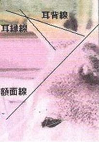 Standart. AMERICAN AKITA RUBYLIGHT KENNEL I SHIBA-INU