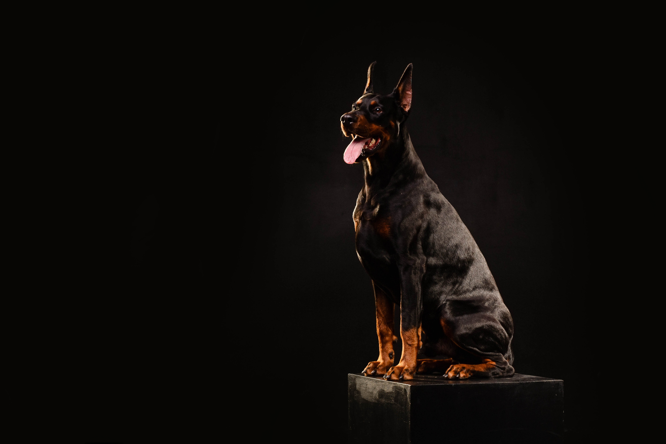 Прайс. Фотограф-анималист