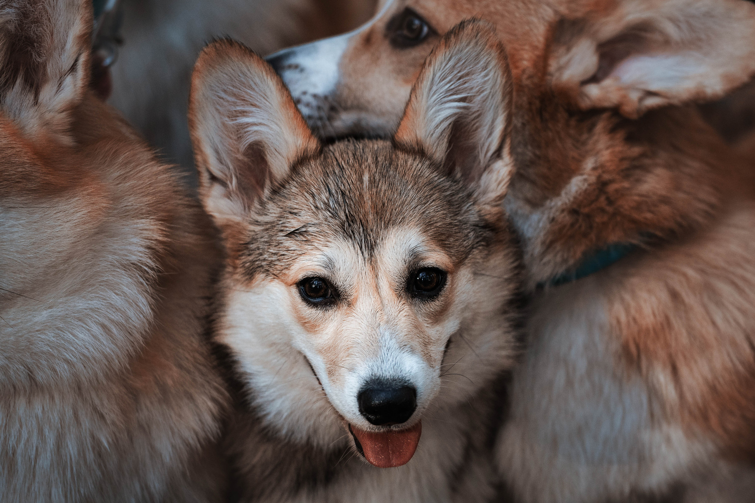 Прайс. Фотограф-анималист