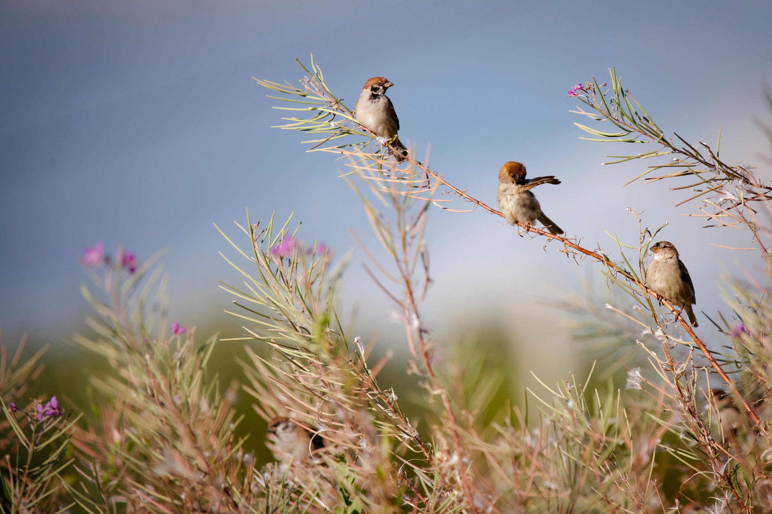 Images of wildlife. Artisistic photographs of Lena Sokolova