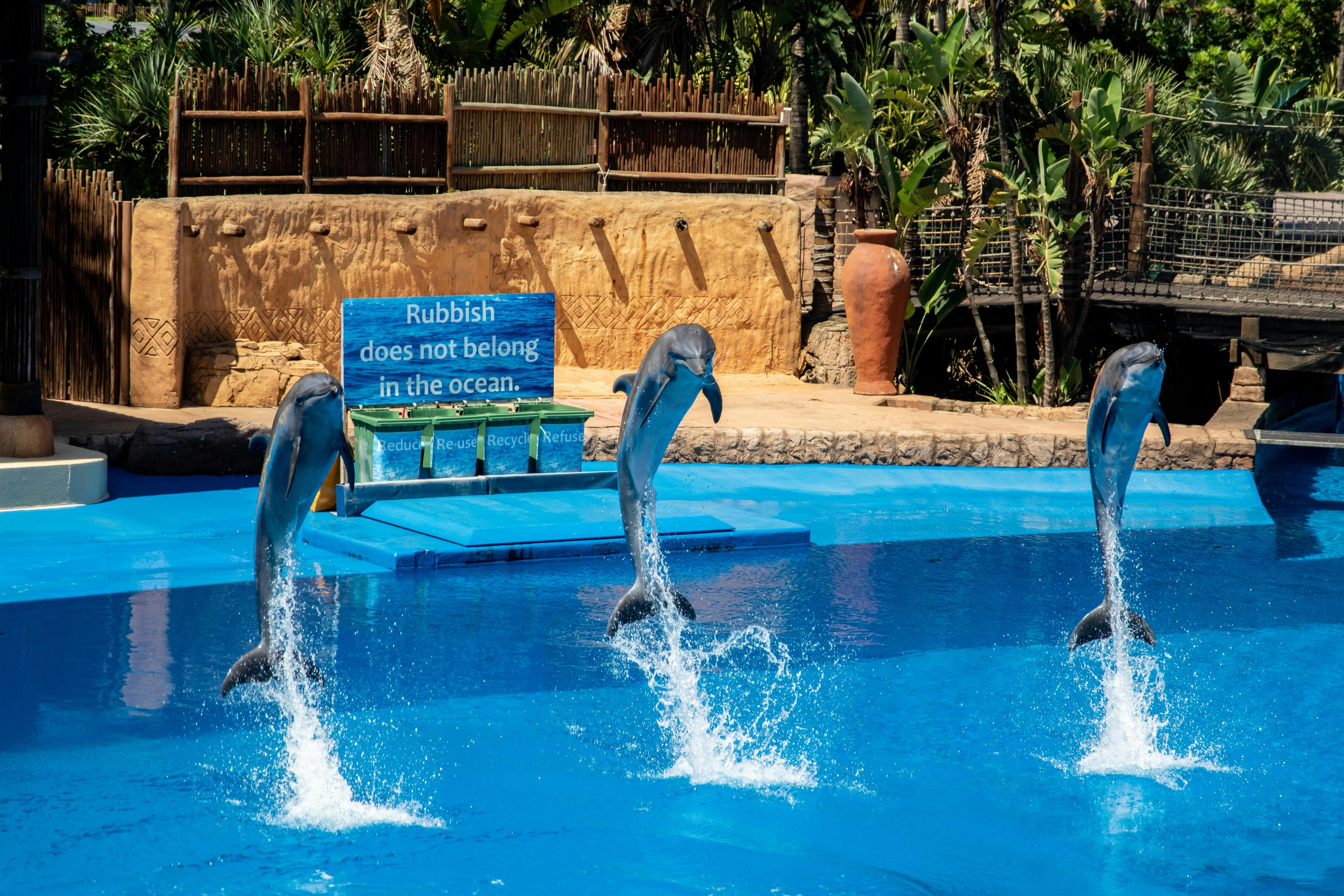 Dolphin show in Sochi with marine animals and performances