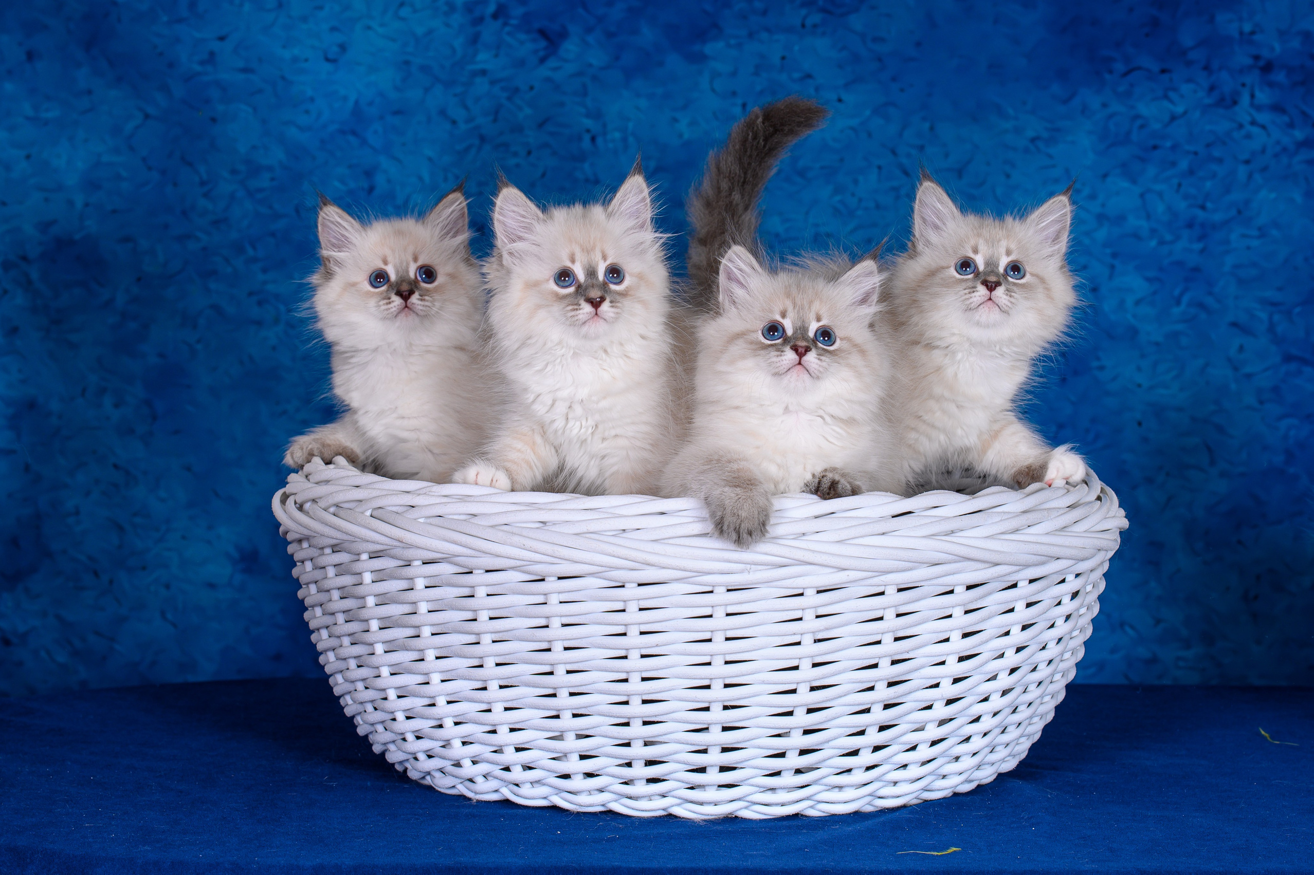 ✨Услуги. Фотограф анималист Елена Галдина г. Красноярск