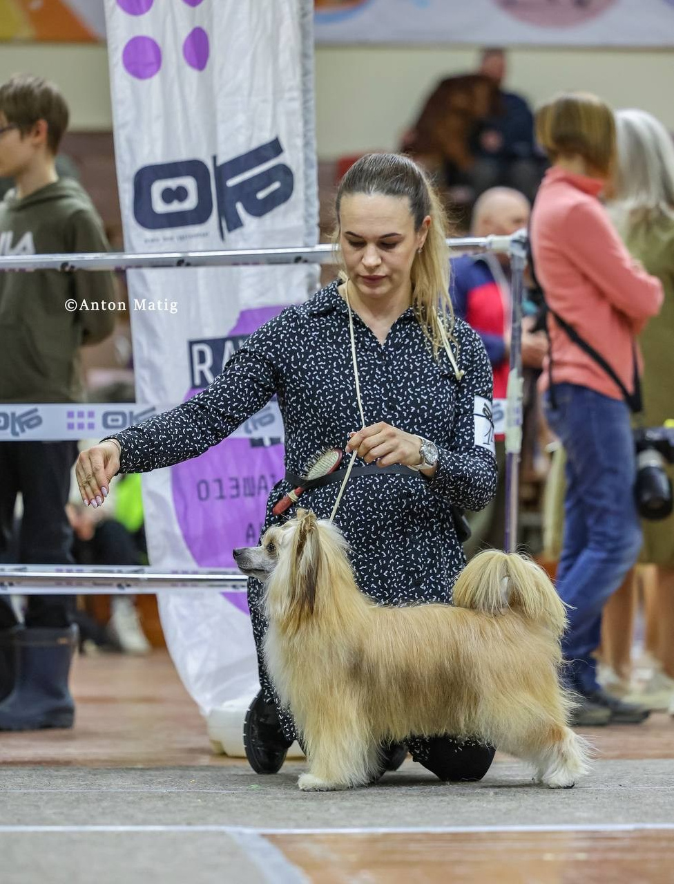 Veles opened his eyes to the title of Champion of Russia. Poale Ell Chinese Crested Dog Kennel: Buy a puppy from the kennel