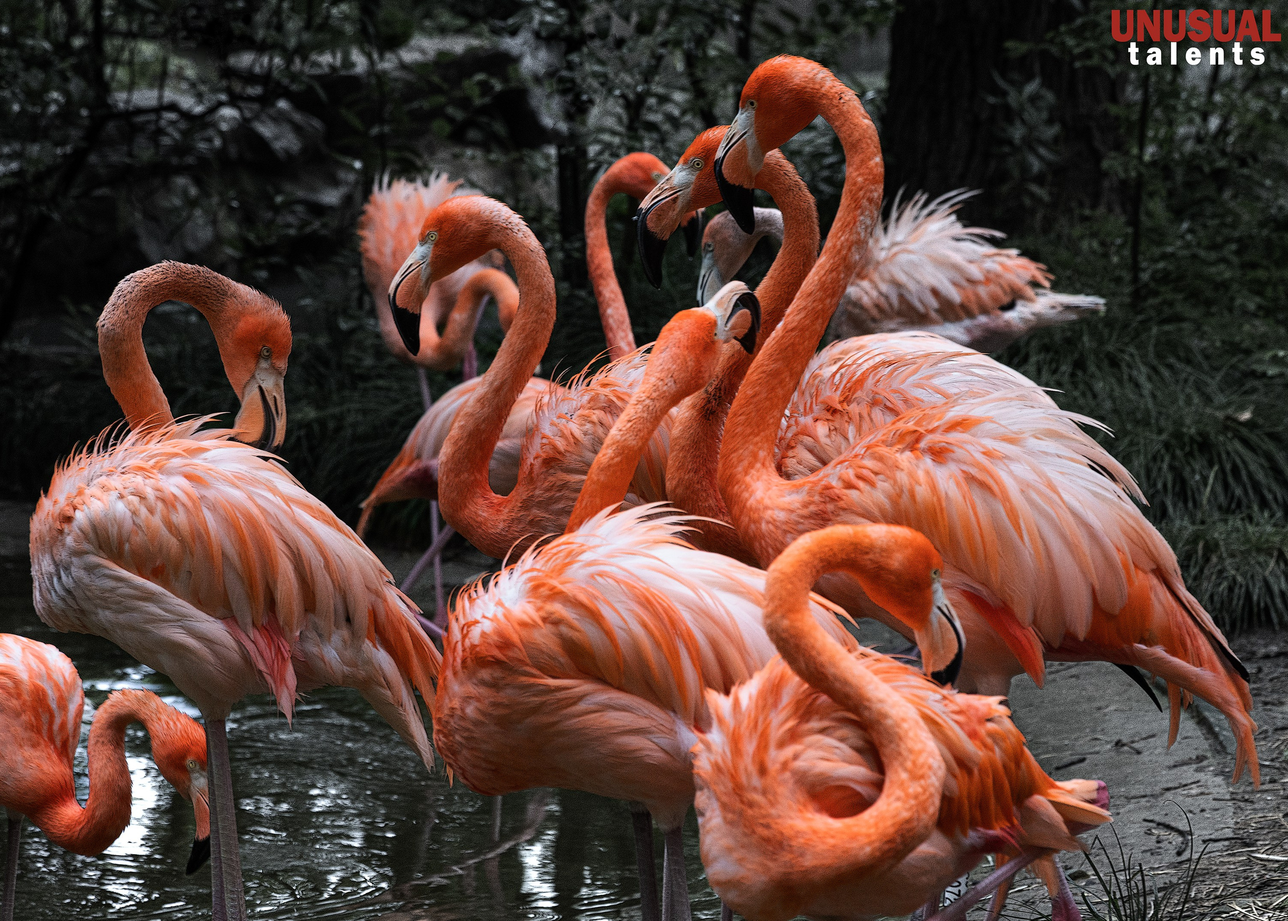 June 2025. UNUSUAL TALENT magazine