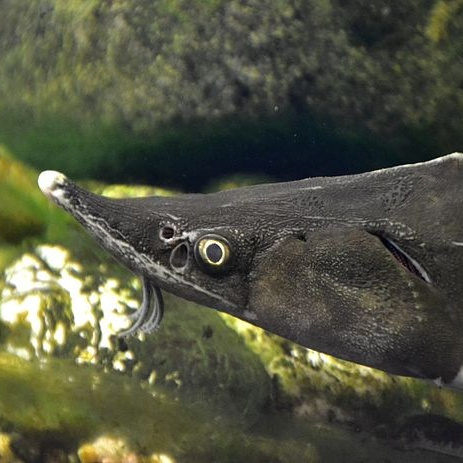 Рыбопосадочный материал. Москои — декоративные рыбы карпы кои на продажу Москва, Дмитров, Курск