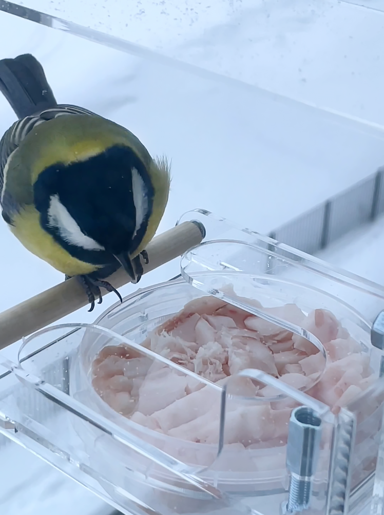 Съемка птиц на кормушке. Кормушки для птиц на окно Чирик-Чирик