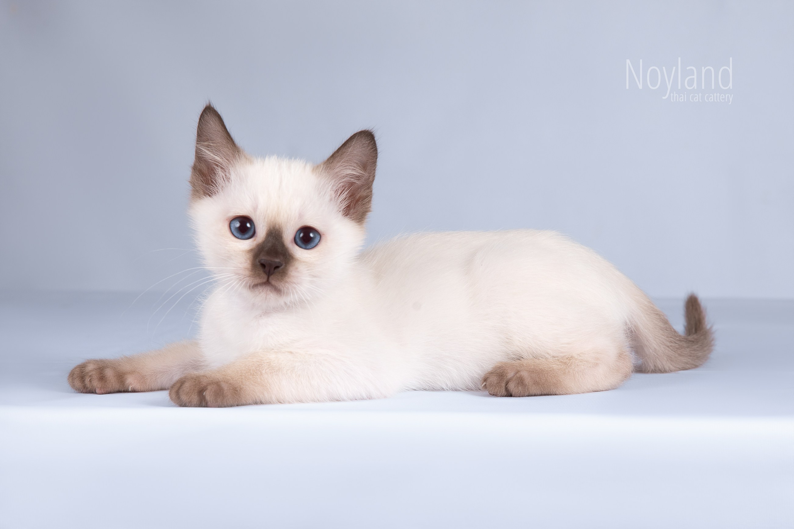 Котята. Питомник тайских кошек в Санкт-Петербурге Noyland